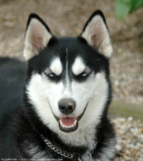 Photo de Husky siberien