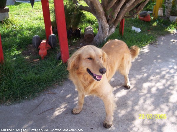 Photo de Golden retriever