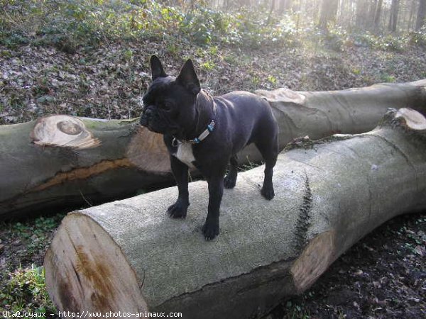 Photo de Bouledogue franais