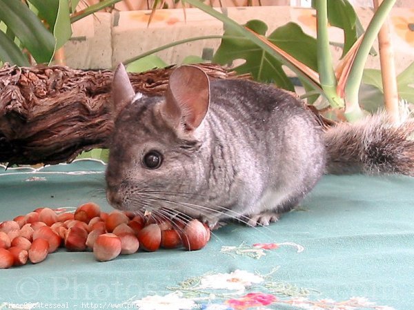 Photo de Chinchilla