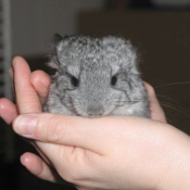 Photo de Chinchilla