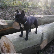 Photo de Bouledogue franais