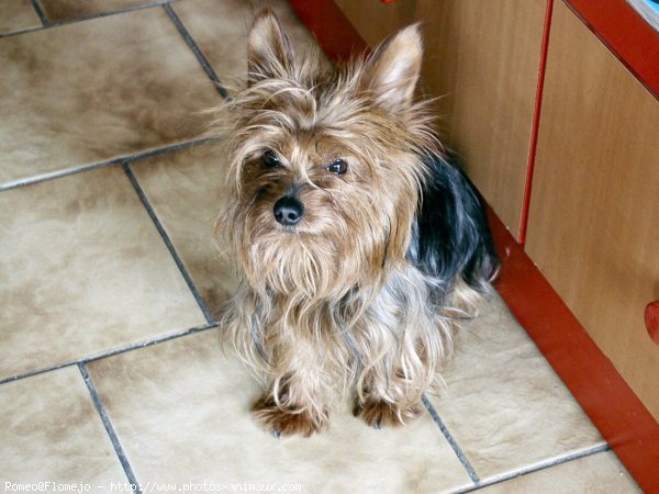 Photo de Yorkshire terrier