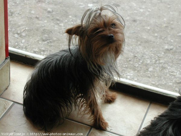 Photo de Yorkshire terrier