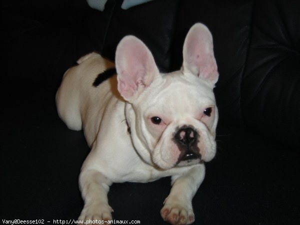 Photo de Bouledogue franais