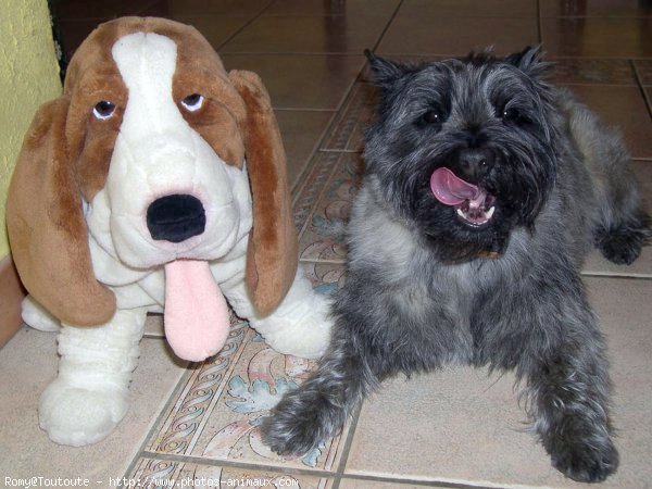 Photo de Cairn terrier