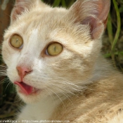 Photo de Chat domestique