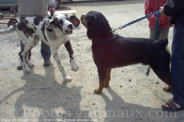 Photo de Races diffrentes