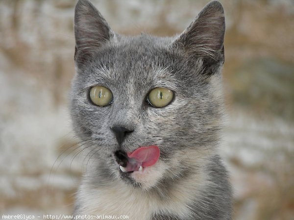 Photo de Chat domestique