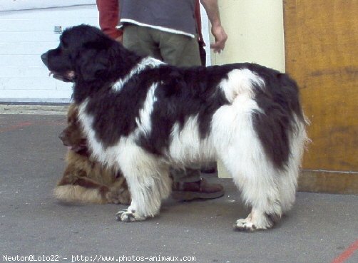 Photo de Landseer (type continental europen)