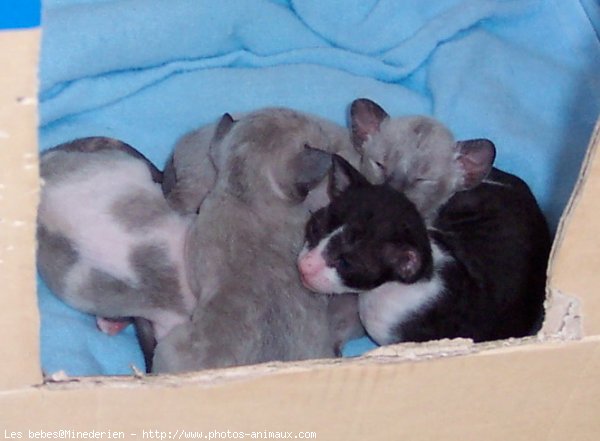 Photo de Cornish rex