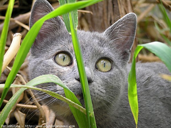 Photo de Chat domestique