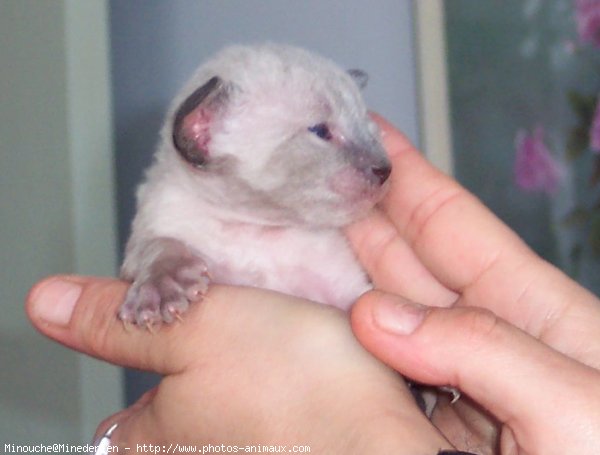 Photo de Cornish rex