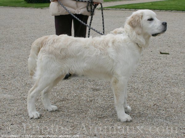 Photo de Golden retriever