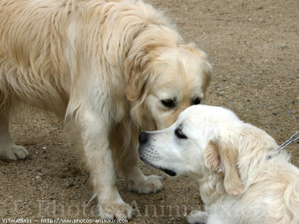 Photo de Golden retriever