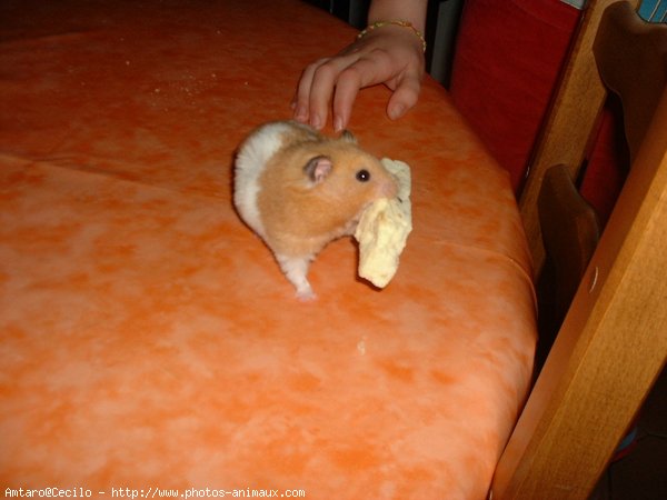 Photo de Hamster