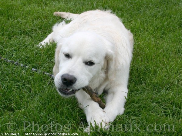 Photo de Golden retriever