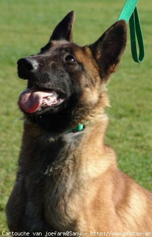 Photo de Berger belge malinois