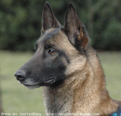 Photo de Berger belge malinois