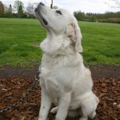 Photo de Golden retriever