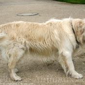 Photo de Golden retriever