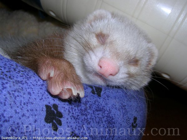 Photo de Furet