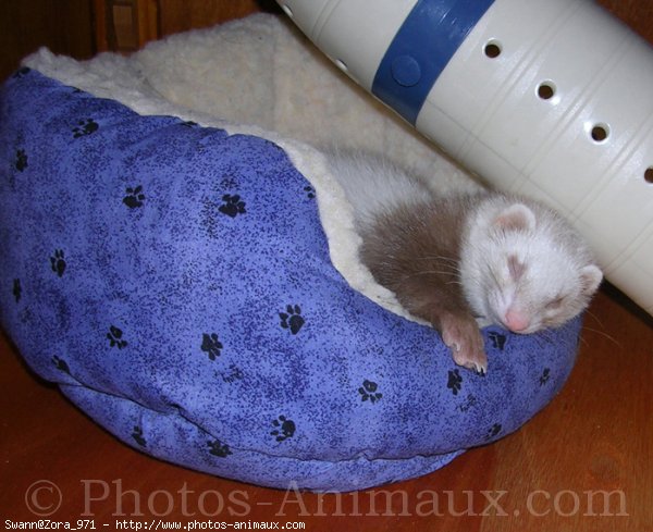 Photo de Furet