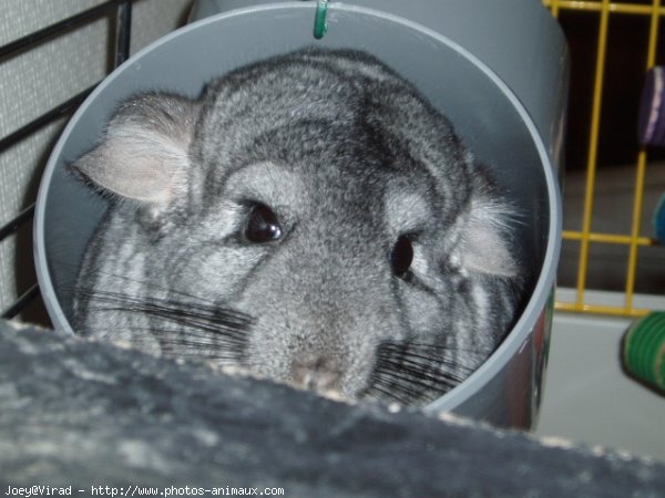 Photo de Chinchilla