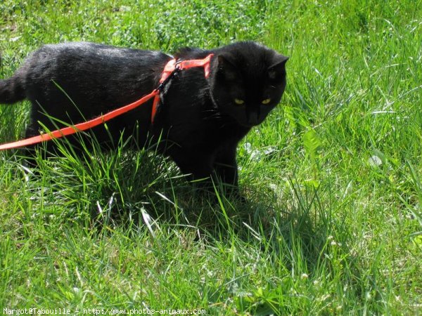 Photo de Chat domestique