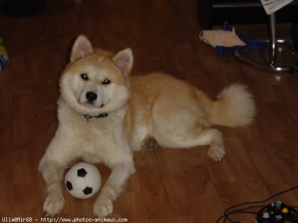 Photo d'Akita inu