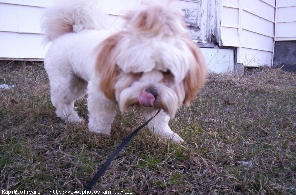 Photo de Lhassa apso