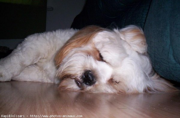 Photo de Lhassa apso