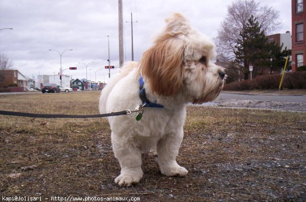 Photo de Lhassa apso