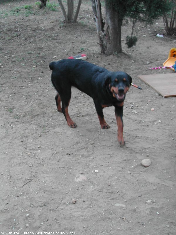 Photo de Rottweiler