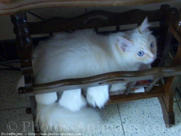 Photo de Ragdoll