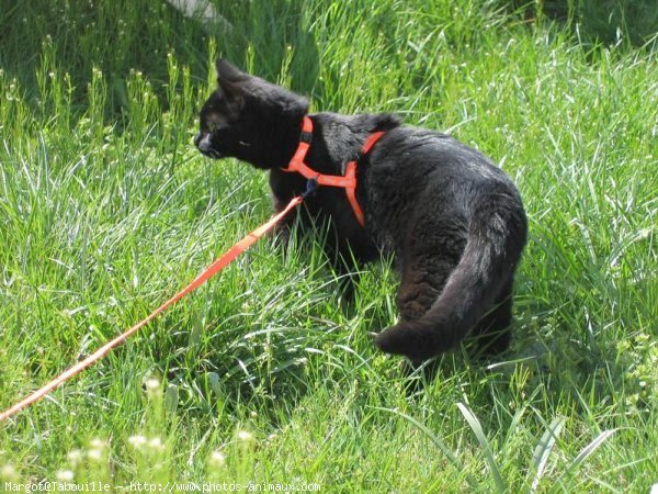 Photo de Chat domestique