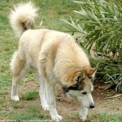 Photo de Husky siberien