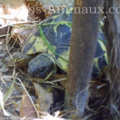 Photo de Tortue