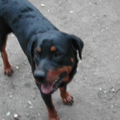 Photo de Rottweiler