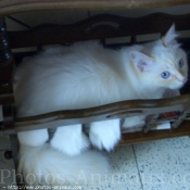 Photo de Ragdoll