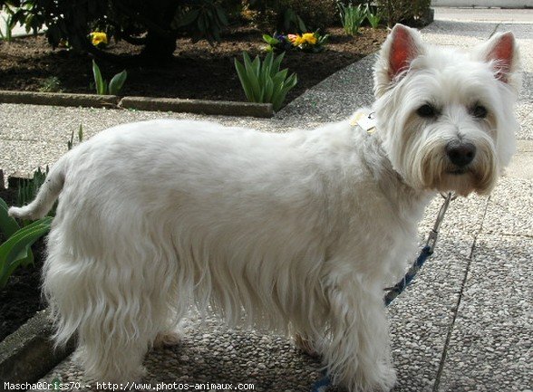 Photo de West highland white terrier