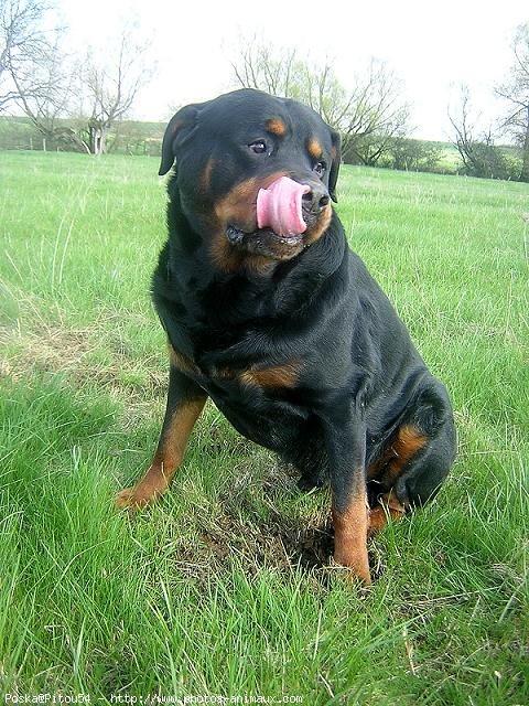 Photo de Rottweiler