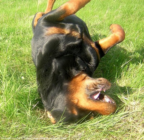 Photo de Rottweiler