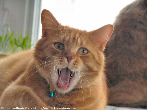 Photo de Chat domestique