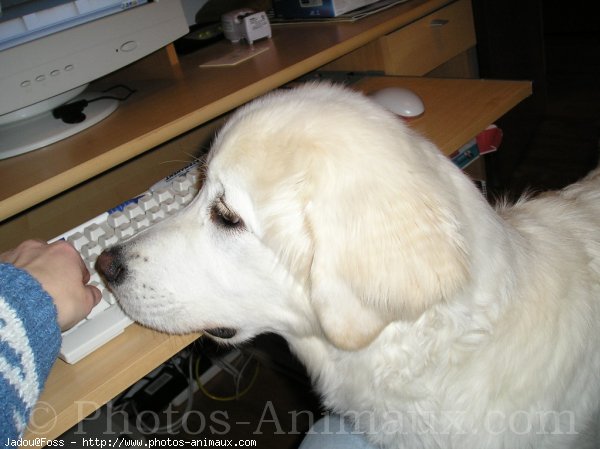 Photo de Chien de berger des tatras