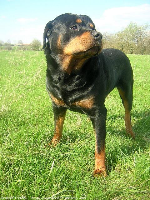 Photo de Rottweiler