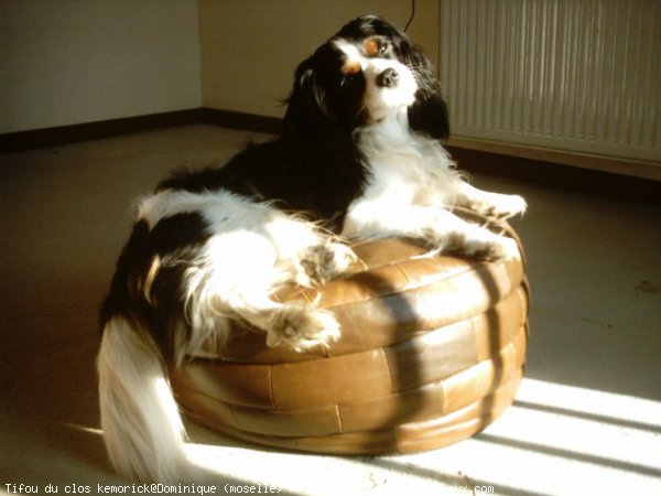 Photo de Cavalier king charles spaniel