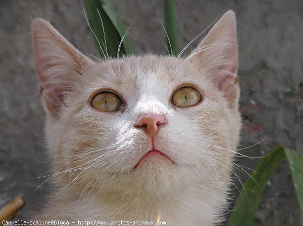 Photo de Chat domestique