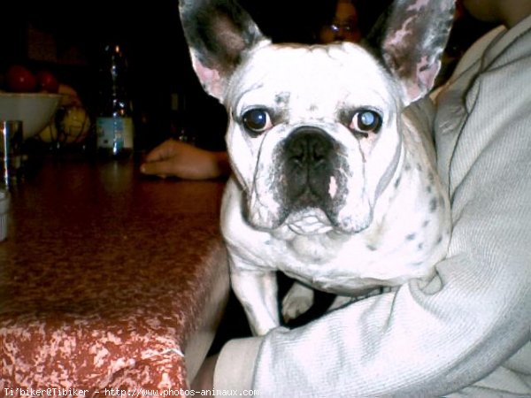 Photo de Bouledogue franais