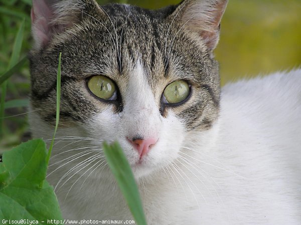 Photo de Chat domestique